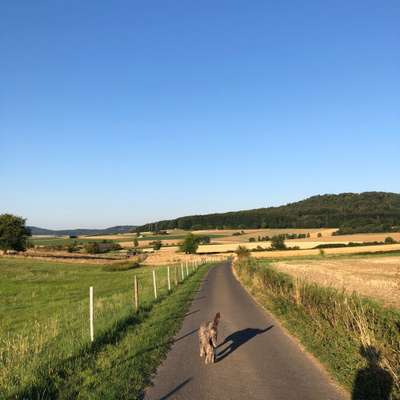 Hundetreffen-Abendspaziergang-Bild