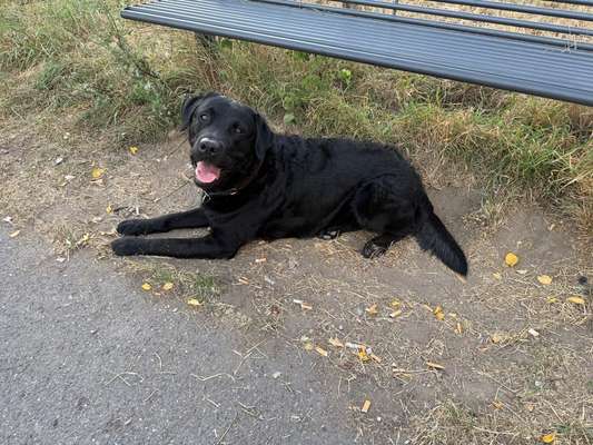 Hundetreffen-Frodo sucht Hunde-Freunde-Bild