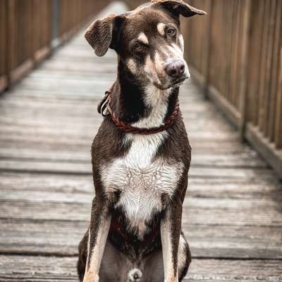 Hundetreffen-Gemeinsames Gassi / spielen-Bild