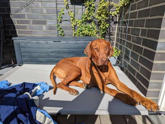 Rhodesian Ridgeback-Beitrag-Bild