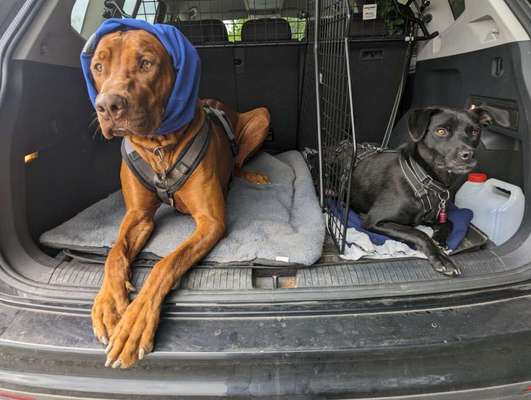 Rhodesian Ridgeback-Beitrag-Bild