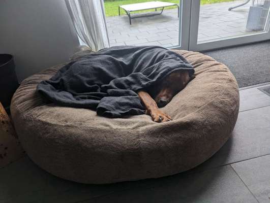 Rhodesian Ridgeback-Beitrag-Bild