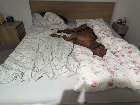 Darf der Hund bei Euch im Bett schlafen?-Beitrag-Bild