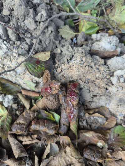 Hilfe Analdrüsenentzündung kommt immer wieder :(-Beitrag-Bild