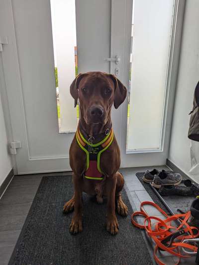 Wie sitzt mein Geschirr?-Beitrag-Bild