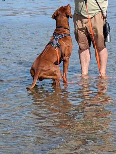 Sicheres Schwimmen mit Hund - Eure Erfahrungen und Tipps-Beitrag-Bild