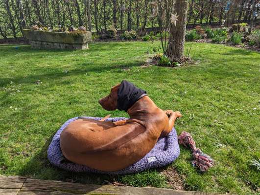 Ohrrandnekrose beidseits-Beitrag-Bild