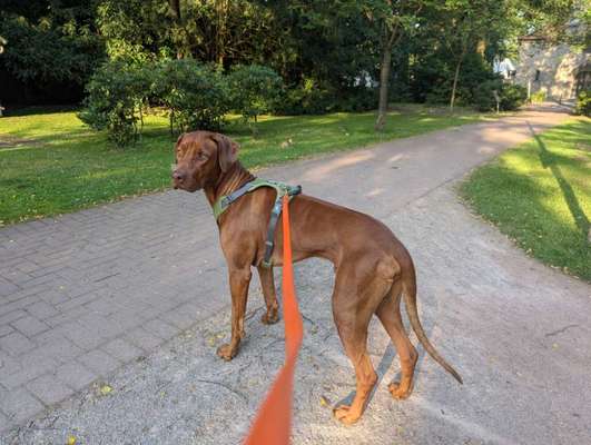 Rhodesian Ridgeback-Beitrag-Bild