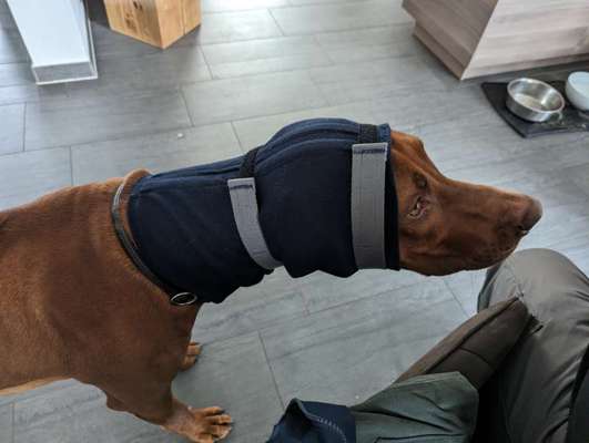 Rhodesian Ridgeback-Beitrag-Bild
