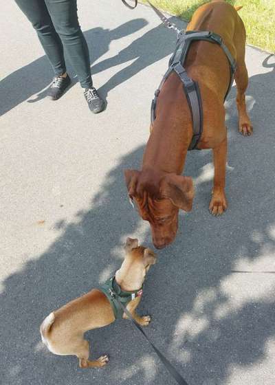 Hundeangriff, groß gegen klein-Beitrag-Bild