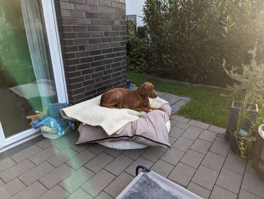 Spitzname(n) Deines Hundes-Beitrag-Bild