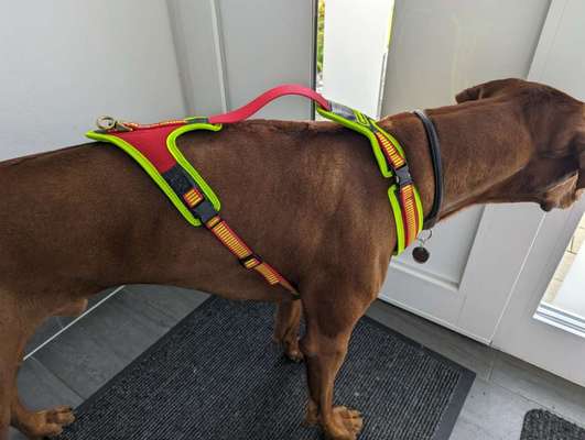 Wie sitzt mein Geschirr?-Beitrag-Bild