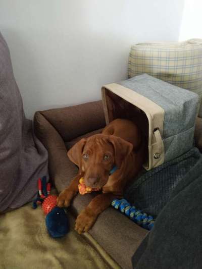 Welpen Bilder !-Beitrag-Bild