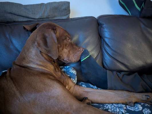 Rhodesian Ridgeback-Beitrag-Bild