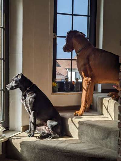 Rhodesian Ridgeback-Beitrag-Bild