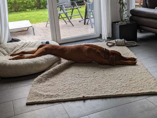 Dogorama Photo Challenge - Hündchen streckt dich-Beitrag-Bild