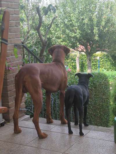 Hundeangriff, groß gegen klein-Beitrag-Bild