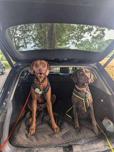 Rhodesian Ridgeback-Beitrag-Bild