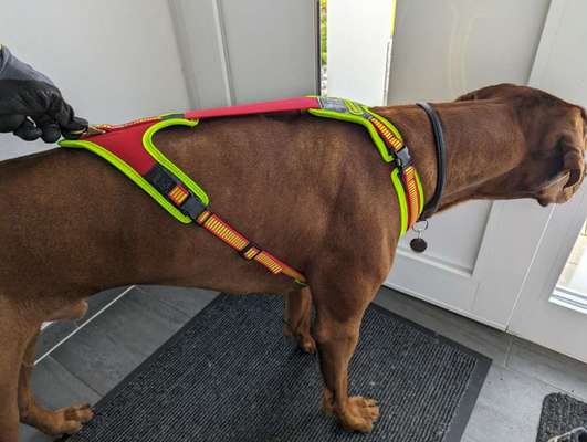 Wie sitzt mein Geschirr?-Beitrag-Bild