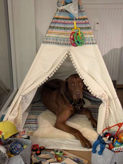 Rhodesian Ridgeback-Beitrag-Bild