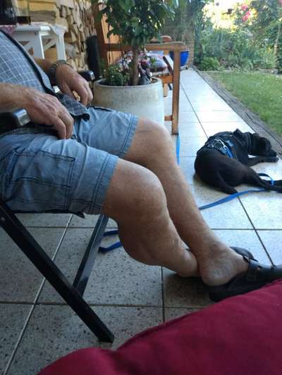 Neuer Tierschutzhund hat nach vorhandenem Hund geschnappt-Beitrag-Bild