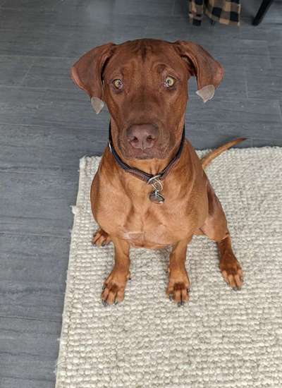 Rhodesian Ridgeback-Beitrag-Bild