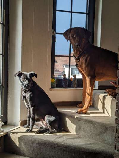 Rhodesian Ridgeback-Beitrag-Bild
