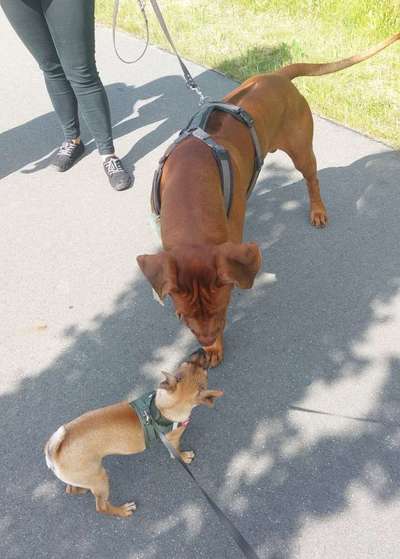 Hundeangriff, groß gegen klein-Beitrag-Bild
