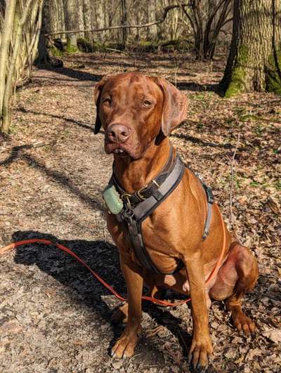 Rhodesian Ridgeback-Beitrag-Bild