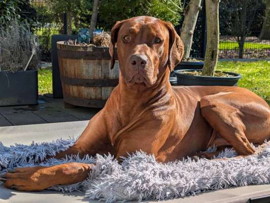 Rhodesian Ridgeback-Beitrag-Bild