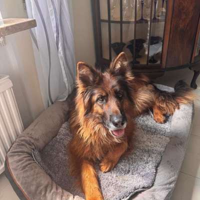 Hundetreffen-Probe Gassi gehen-Bild