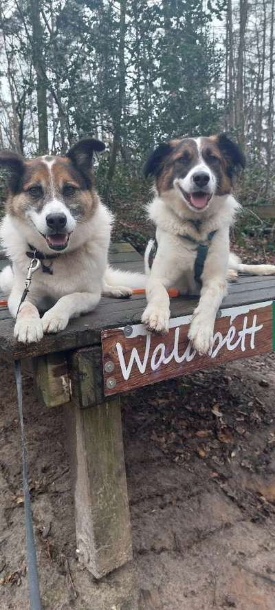 TierschutzhundeStammtisch🐕-Beitrag-Bild