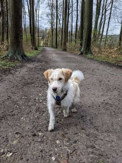 Tierschutzhund ist meine Lieblingsrasse-Beitrag-Bild