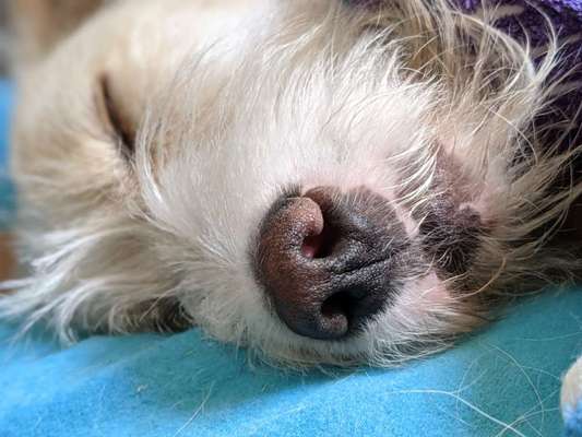 Zeigt her eure Hundenasen-Beitrag-Bild