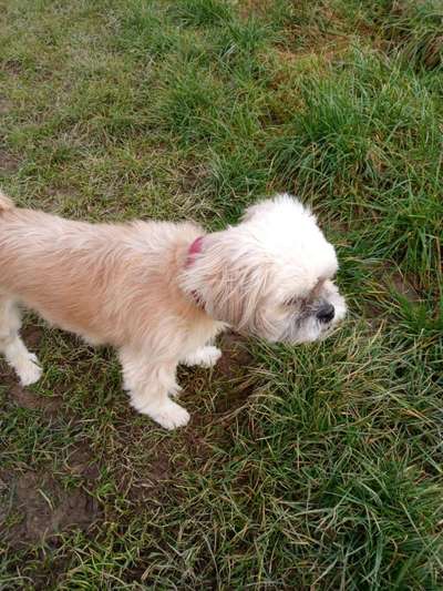 Shih Tzu von Jung bis Senioren-Beitrag-Bild