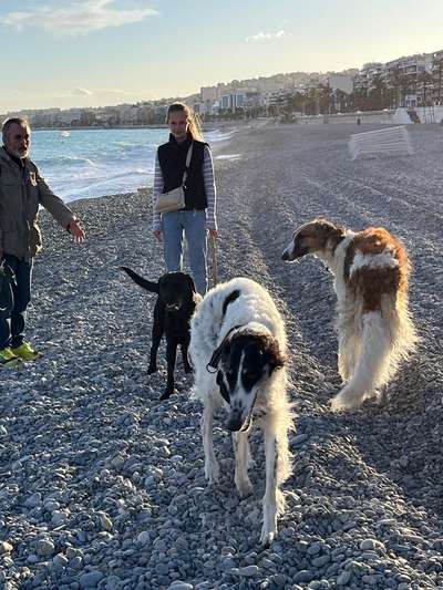 Windhunde - Treffen der besonderen Schönheiten
HERZLICH WILLKOMMEN-Beitrag-Bild