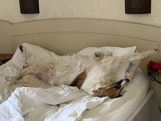 Windhunde - Treffen der besonderen Schönheiten
HERZLICH WILLKOMMEN-Beitrag-Bild