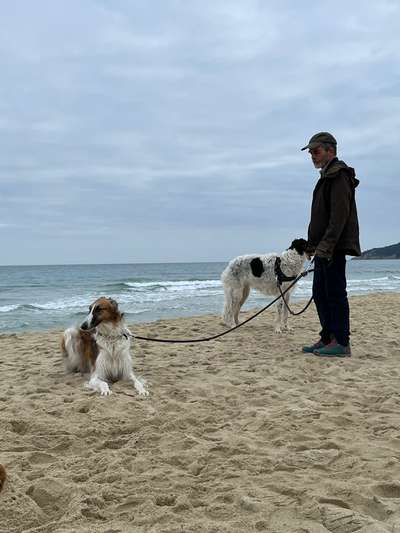 Windhunde - Treffen der besonderen Schönheiten
HERZLICH WILLKOMMEN-Beitrag-Bild