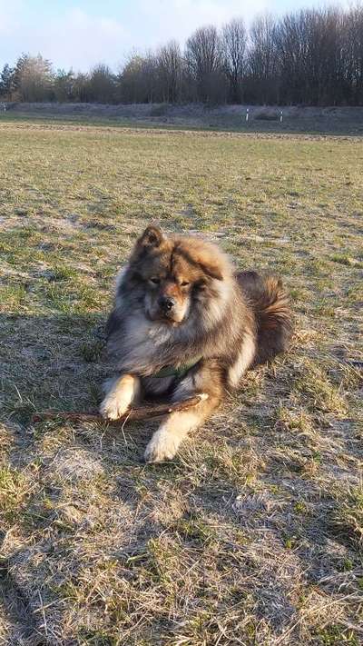 Eurasier-Beitrag-Bild