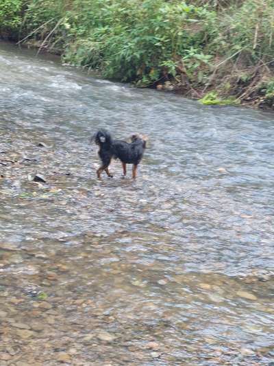 Hundeschwimmen-Beitrag-Bild