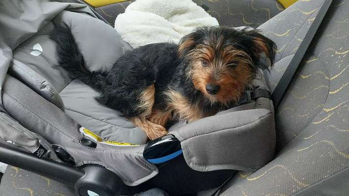 Im Restaurant kann mein Hund nicht ruhig bleiben-Beitrag-Bild