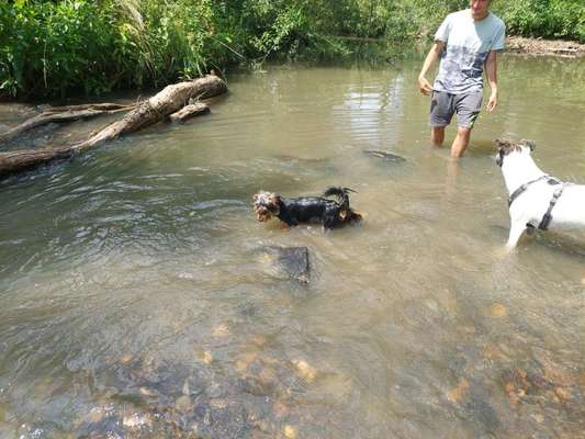 Hundeschwimmen-Beitrag-Bild