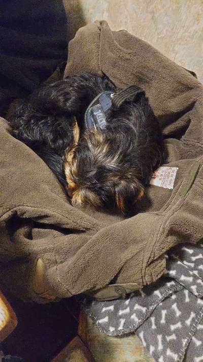 Im Restaurant kann mein Hund nicht ruhig bleiben-Beitrag-Bild