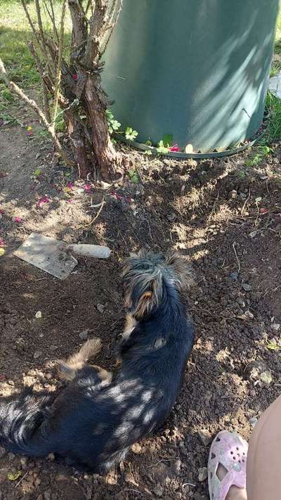 Buddeln im Garten-Beitrag-Bild