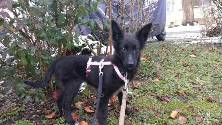 Welpen Bilder !-Beitrag-Bild