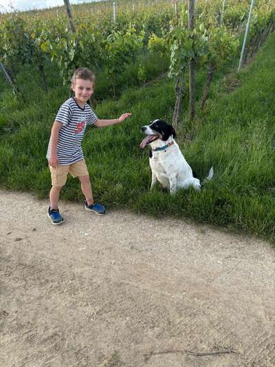 Wie kamst du zu deinem Hund?-Beitrag-Bild