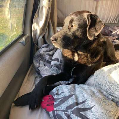 Hundetreffen-Marlo sucht Spielgefährten-Bild