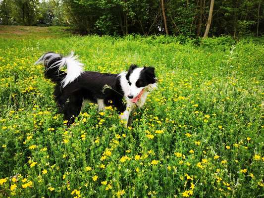 Die Dogorama Monats Challenge "Es grünt und blüht"-Beitrag-Bild