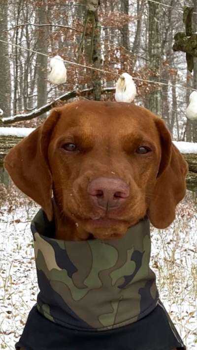 Dogorama Photo Challenge - Portrait-Beitrag-Bild