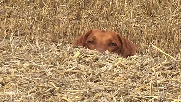 Dogorama Photo Challenge - Tarnung ist alles-Beitrag-Bild